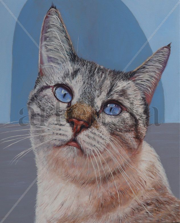 MI GATO LULO DEL BARRIO DE SAN SEBASTIÁN EN SANTA CRUZ DE LA PALMA