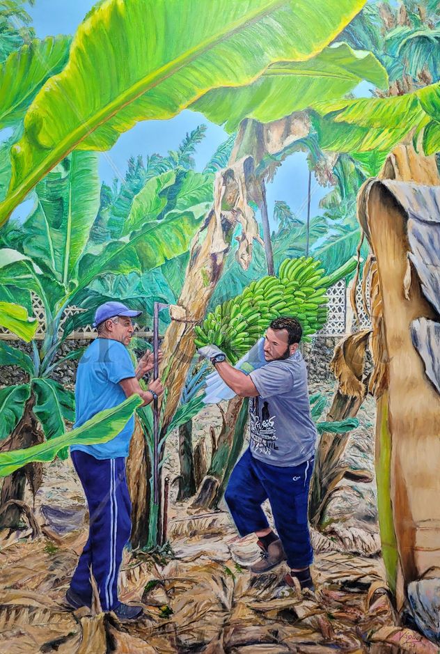 LA ZAFRA DEL PLATANO VILLA DE MAZO ISLA DE LA PALMA