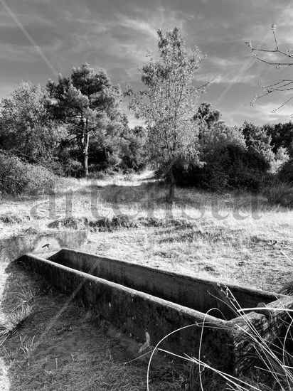 Pilón Naturaleza Blanco y Negro (Digital)