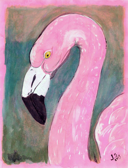 Phoenicopterus roseus