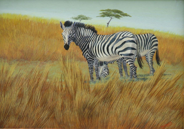 CEBRAS EN RHINO PARK .