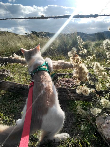 El elegido