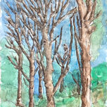 Bosques y vegetación thumbnail 2
