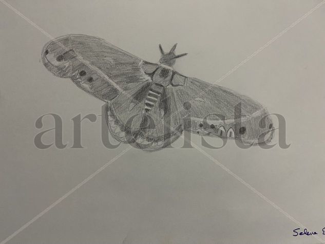 Mariposa nocturna Pencil