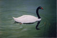 Cisne de cuello negro