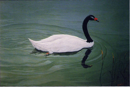 Cisne de cuello negro