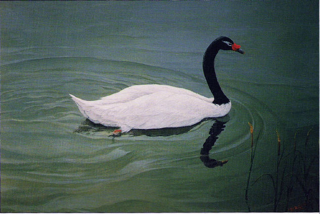 CISNE DE CUELLO NEGRO Oil Others Animals