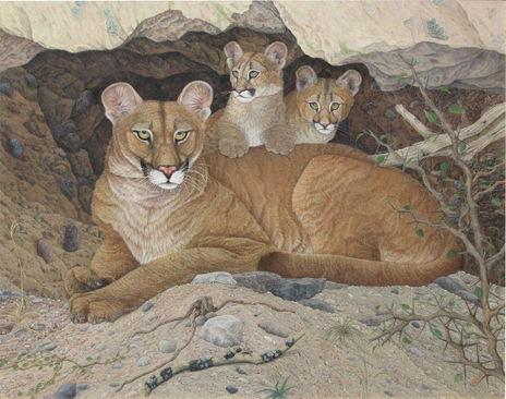 Puma con cachorros