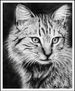 gato