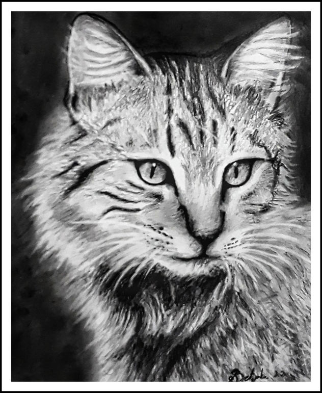 gato