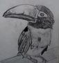 dibujo  a lapiz de tucan de collar