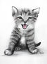 gato feliz