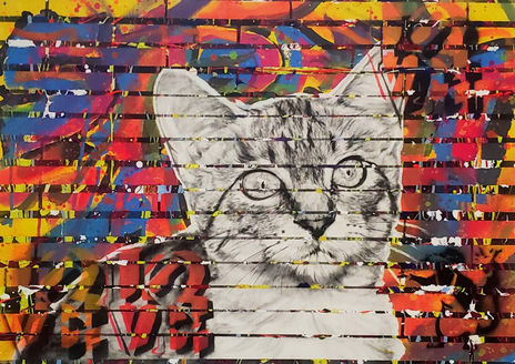 Gato Callejero