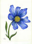 Blue Flower