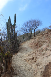 bosque seco de Taganga