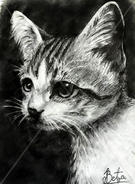 Gato