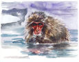 Snow monkey