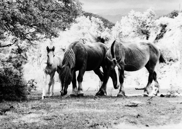 Cavalls Naturaleza Blanco y Negro (Química)