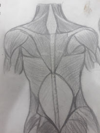 Dibujo anatomico