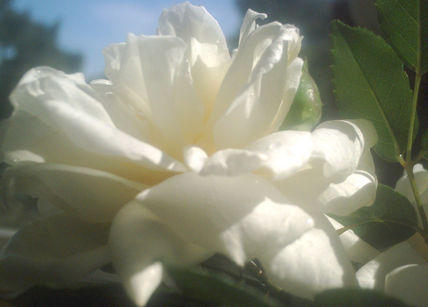 Rosa blanca 10