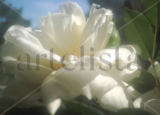 ROSA BLANCA 10