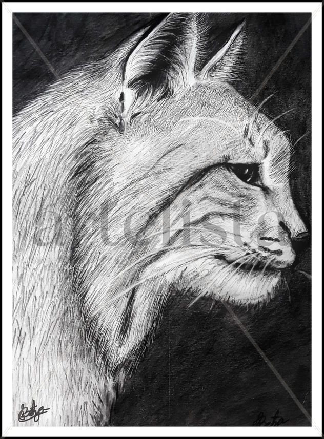 lince