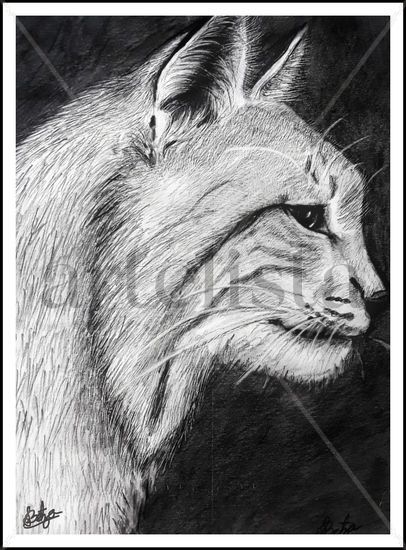 lince Pencil