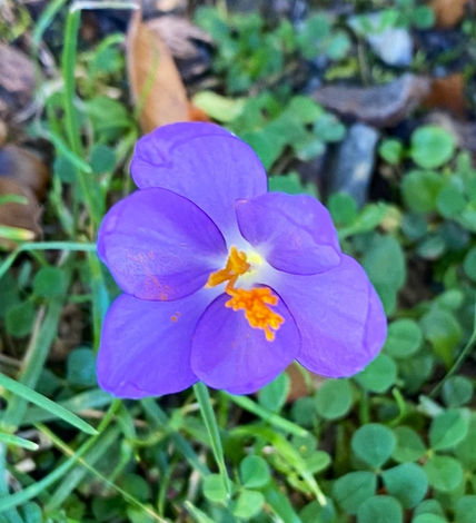 Florecilla luminosa