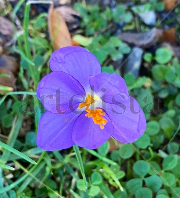 Florecilla luminosa