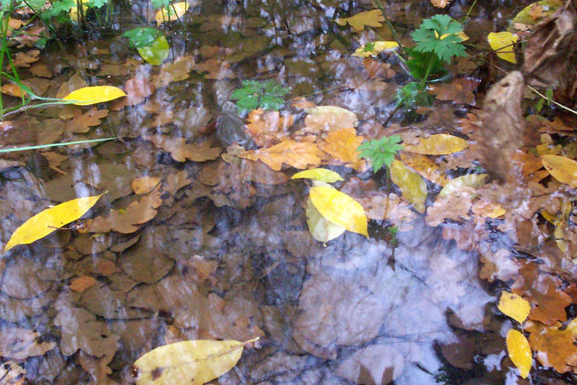 Reflejos Nature Color (Digital)