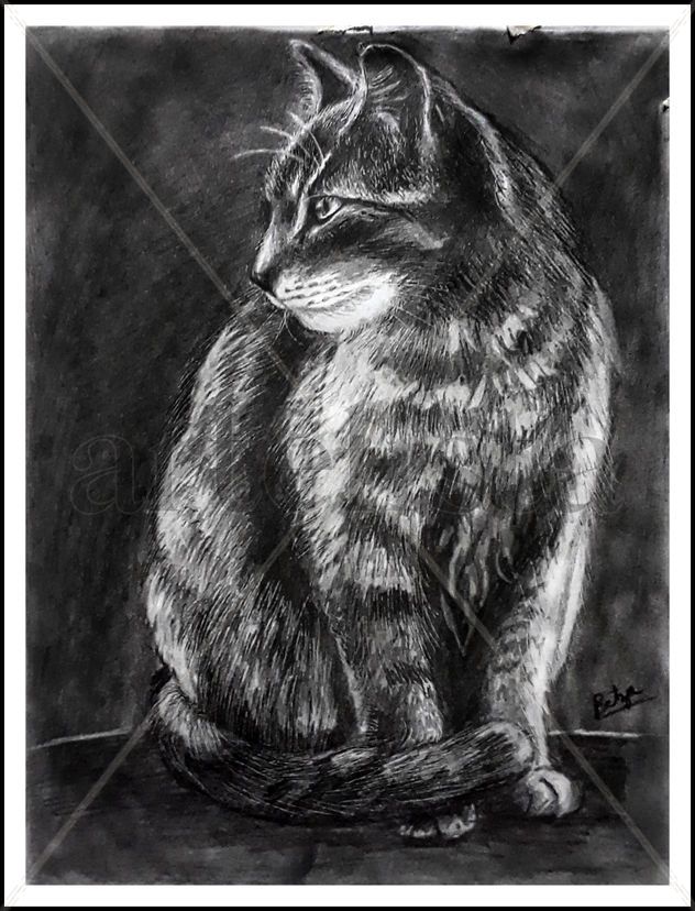 una gata esperando