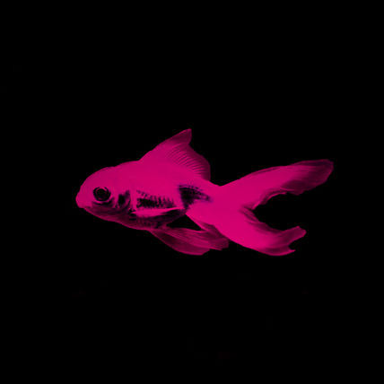 Red Goldfish