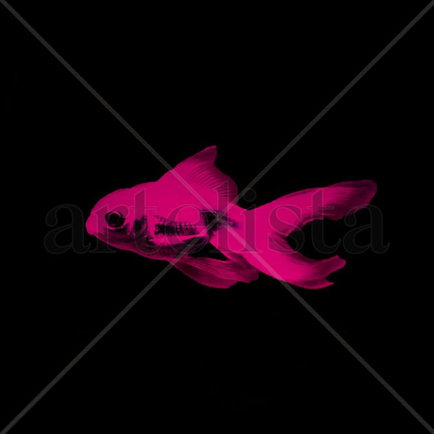 Red Goldfish