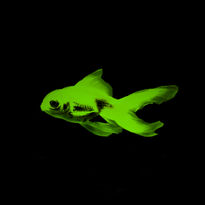 Green Goldfish