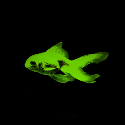 Green Goldfish