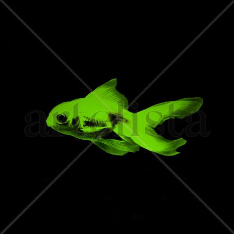 Green Goldfish
