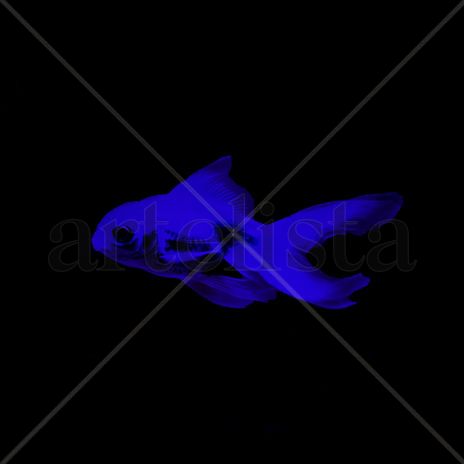 Blue Goldfish
