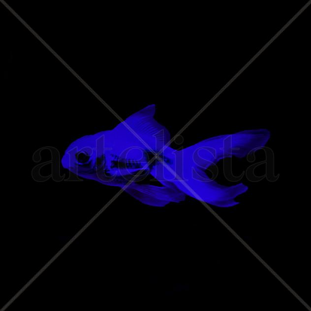 Blue Goldfish