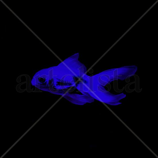 Blue Goldfish 