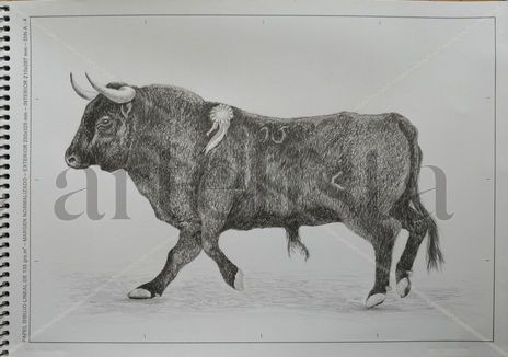 Toro