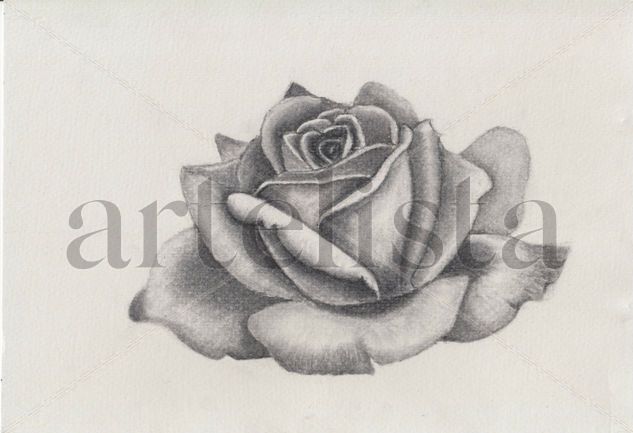 Rosa Charcoal