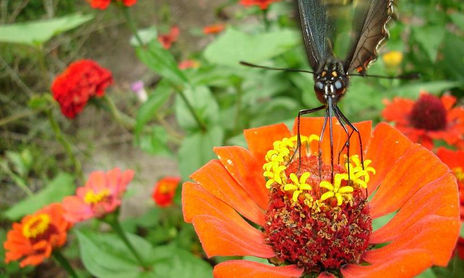 Danza de Mariposas