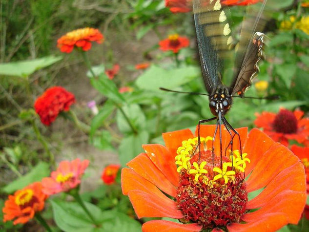 Butterfly Dance 3 Naturaleza Color (Digital)