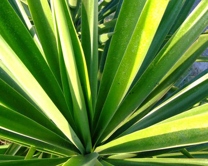 Verde naturaleza