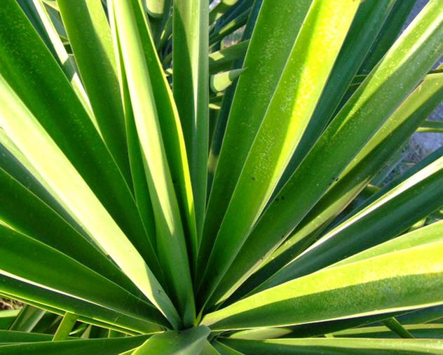verde naturaleza