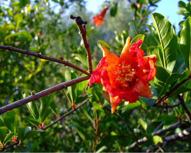 flor de campo Naturaleza Color (Digital)