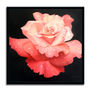 Le Rose