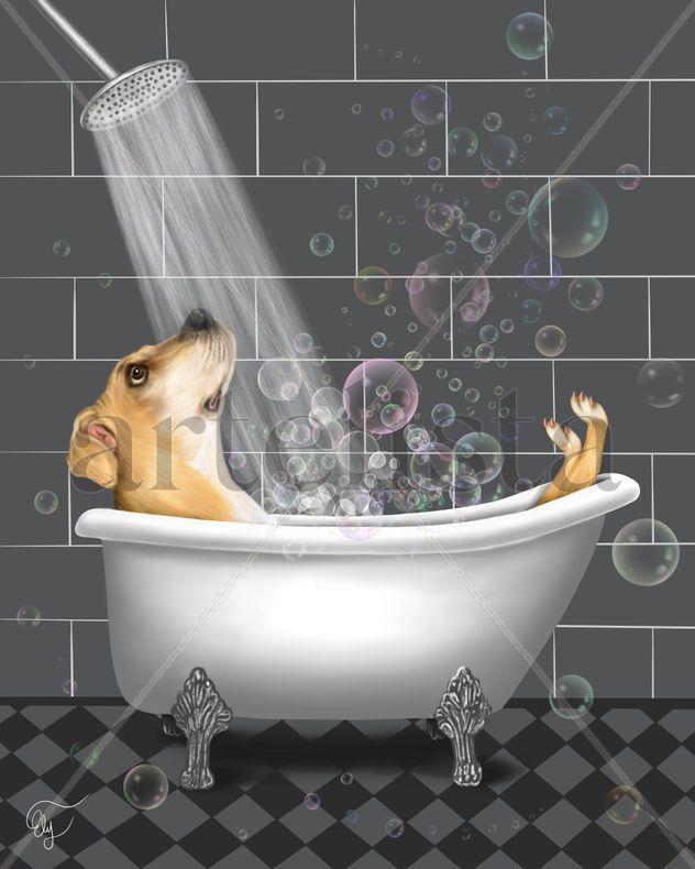 El rey de la casa