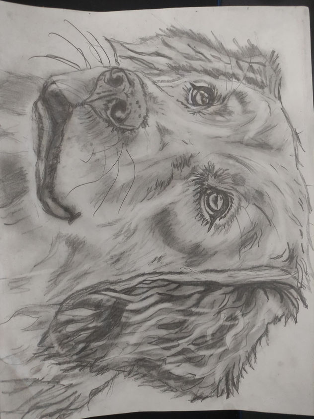 golden retriver