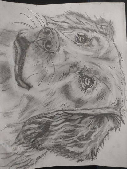 golden retriver Pencil